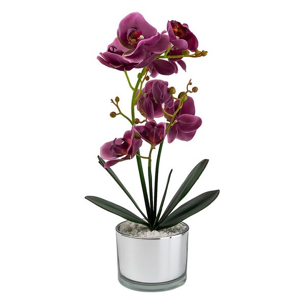 Orchid with Silver Glass Pot Purple Homebase