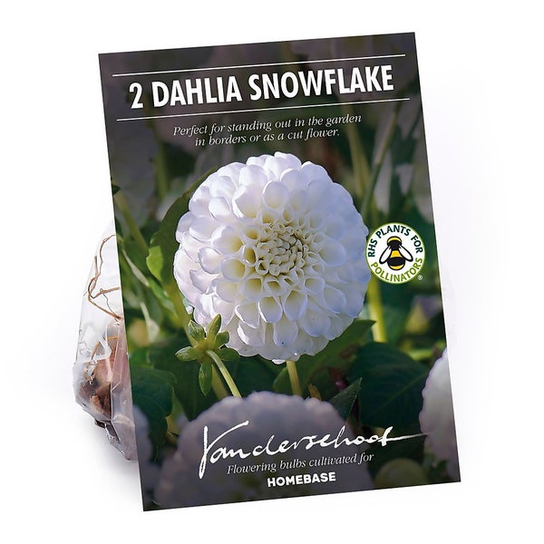 Pompon Dahlia Snowflake Flower Bulbs Homebase