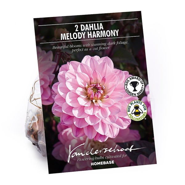 Dark Foliage Dahlia Melody Harmony Flower Bulbs Homebase