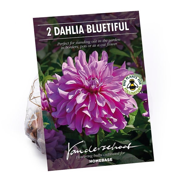 Decorative Dahlia Bluetifull Flower Bulbs Homebase