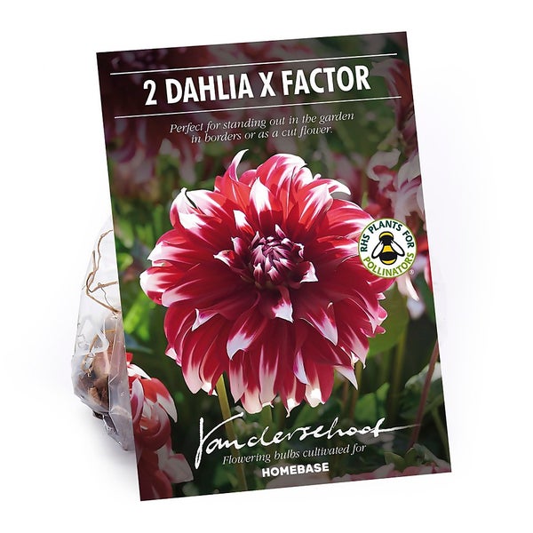 Dinnerplate Dahlia Xfactor Flower Bulbs Homebase