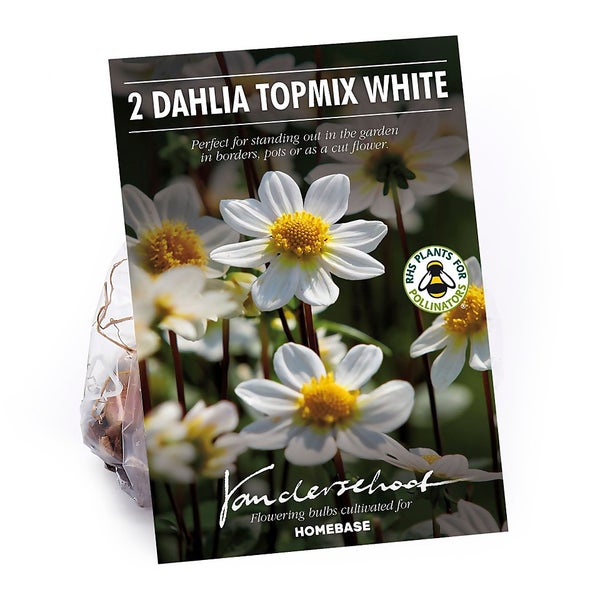 Dahlia Single Topmix White Flower Bulbs Homebase
