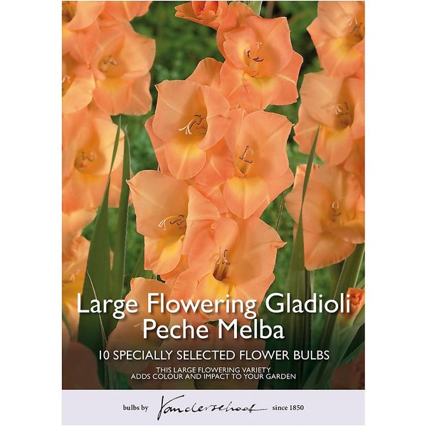 Large Flowering Gladioli Peche Melba Flower Bulbs Homebase