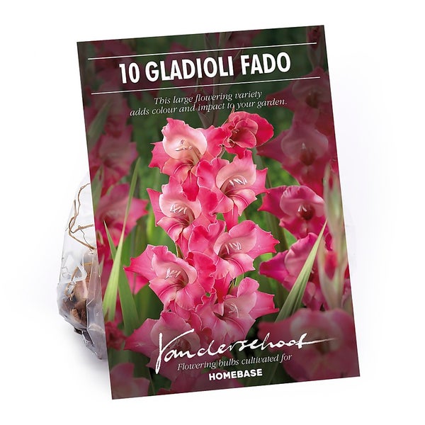 Large Flowering Gladioli Fado Flower Bulbs Homebase