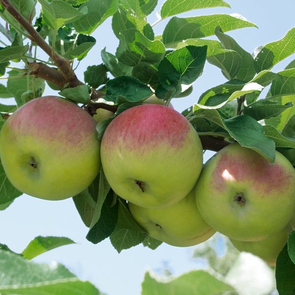 Fruit Tree Apple 'Bramley's Seedling' 7.5L Homebase