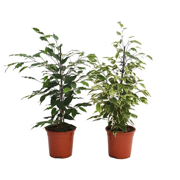 Ficus benjamina mix 17cm Homebase