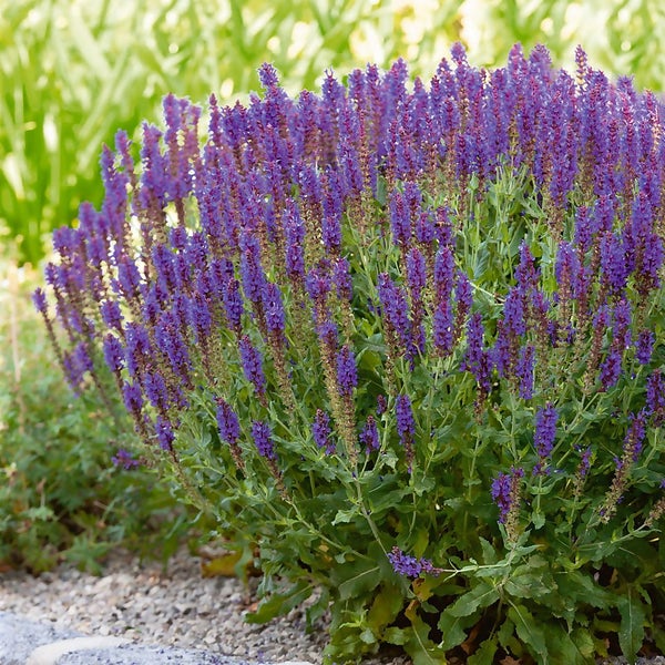Salvia Collection 3L | Homebase