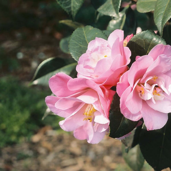 Camellia Mix 20 Buds 27cm Homebase
