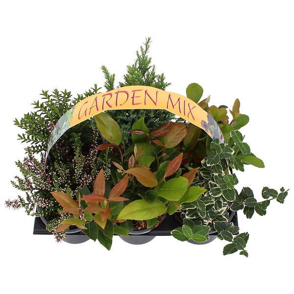 Shrub Mix 6 pack Autumn Homebase