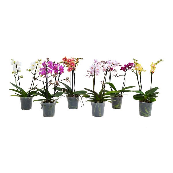 Phalaenopsis (Moth Orchid) Multiflowered with 2/3 stems Pot Size 12cm