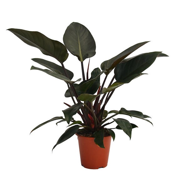 Philodendron Mix (Green and Red Leaved) House Plant - 19cm | Homebase