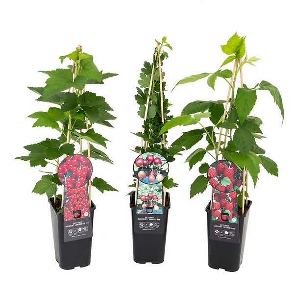 Soft Fruit Plant Mix 1.5L Homebase