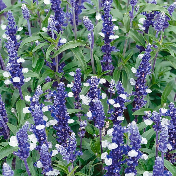 Salvia Fairy Queen 13Cm | Homebase