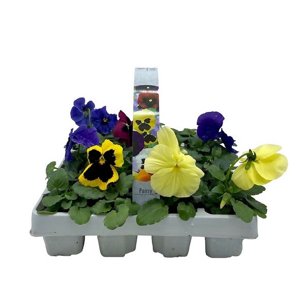 Bedding Plants Selection 24 pack Spring Homebase