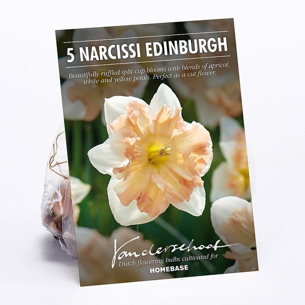 Offer Homebase Daffodil Cum Laude Homebase