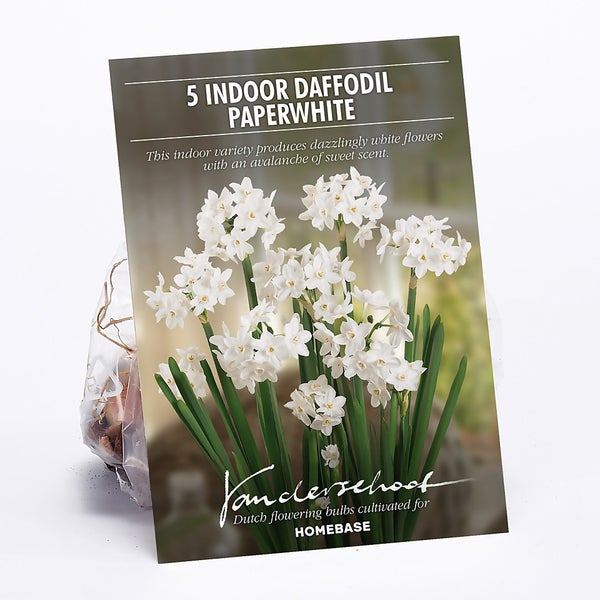 Offer Homebase Indoor Daffodil Paper white Homebase