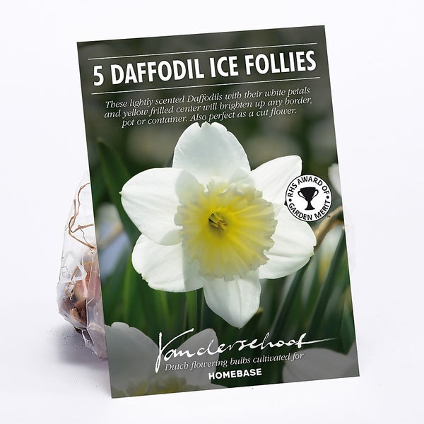 Offer Homebase Daffodil Ice Follies Homebase