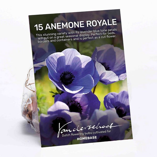 Anemone Royale Flower bulbs Homebase