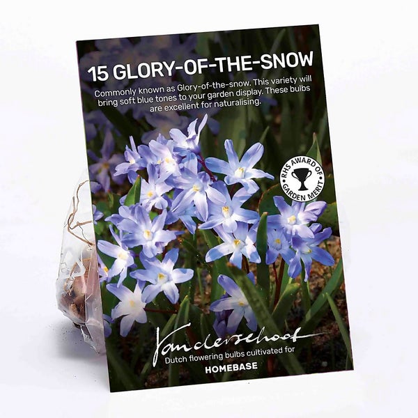 Chionodoxa luciliae Blue Flower bulbs Homebase