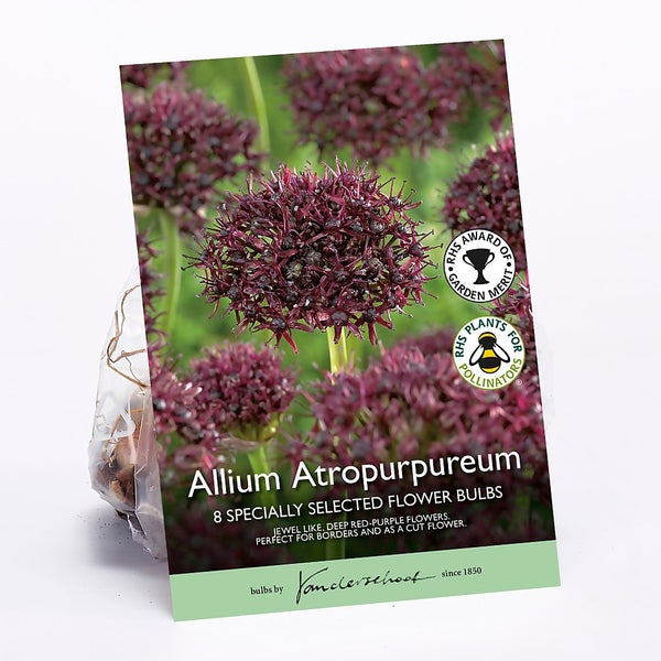 Allium Atropurpureum Flower bulbs Homebase