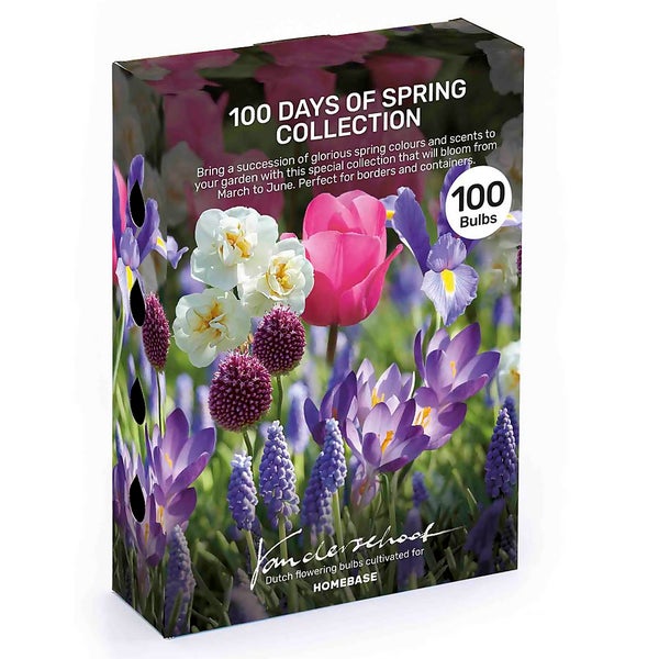 100 Days of Spring Flower bulbs Collection Homebase
