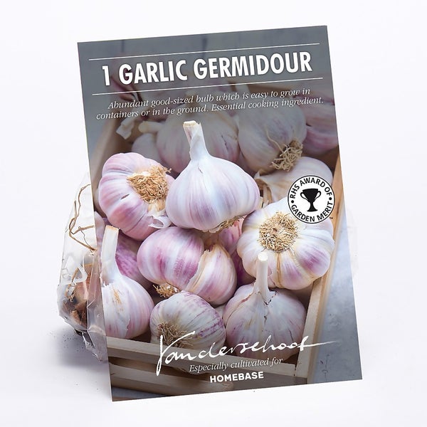Garlic Germidour Plant Bulb Homebase