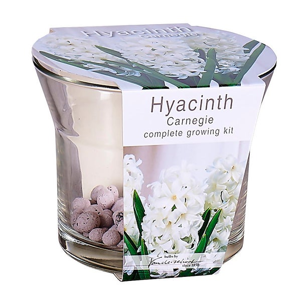 Hyacinth Carnegie complete growing kit Homebase