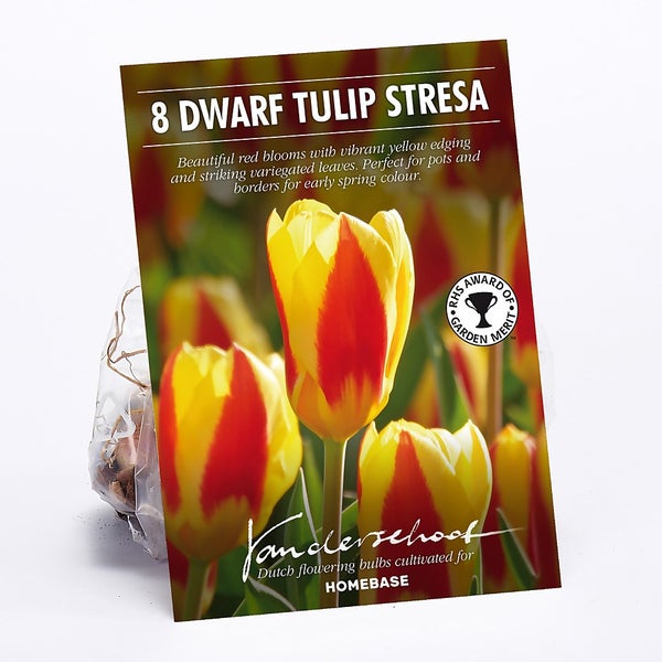 Offer Homebase Tulip Stresa Flower Bulbs Homebase