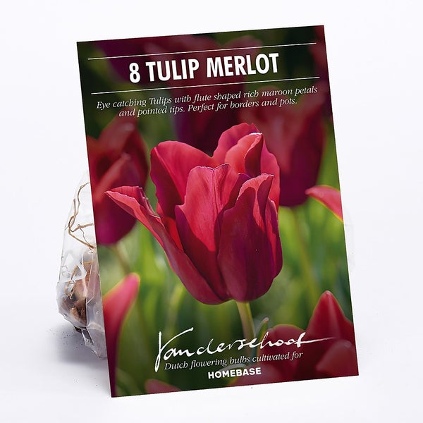 Tulip Merlot Flower Bulbs Homebase