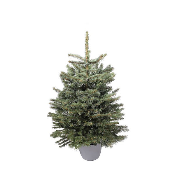 80110cm (2.53.5ft) Living Pot Grown Blue Spruce Real Christmas Tree