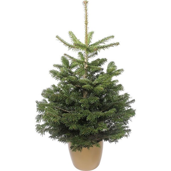 100120cm (3.54ft) Living Pot Grown Nordman Fir Real Christmas Tree