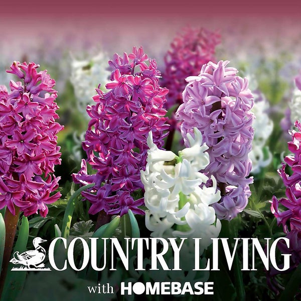 Classic Hyacinth Flowerbulb Collection Homebase