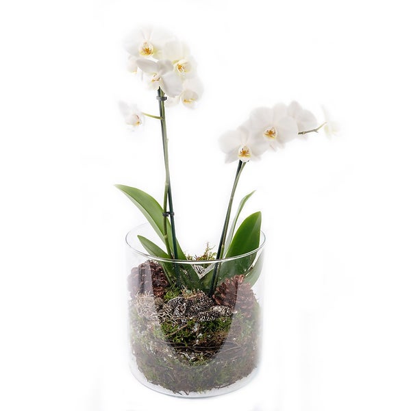 Orchid in Glass Vase Homebase