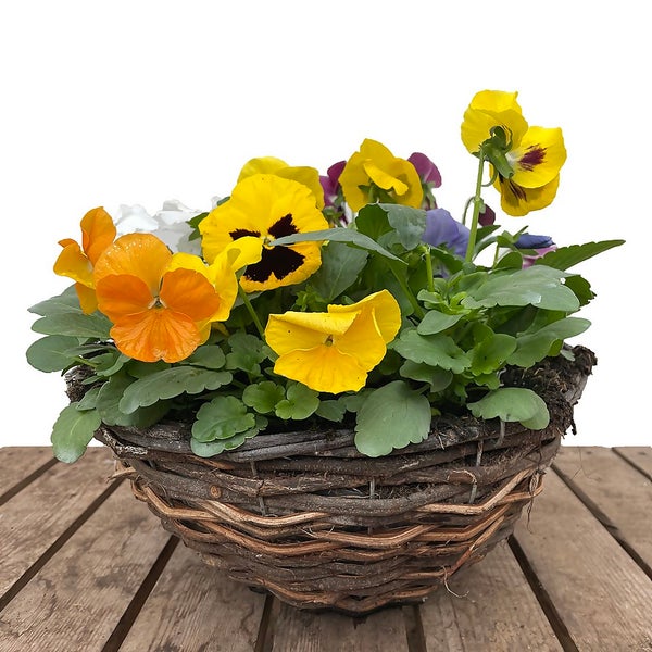 Autumn Pansy Rattan Hanging Basket 30cm Homebase