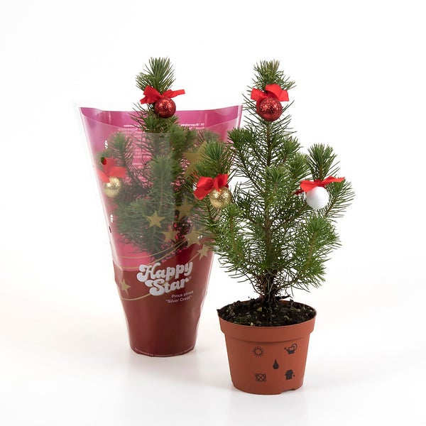 Mini Decorated Christmas Tree 10.5cm Homebase