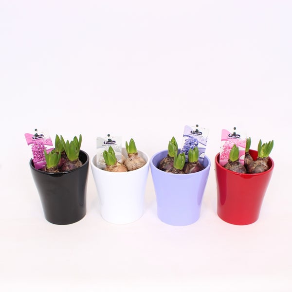 Hyacinth Bulbs in Ceramic Pot 12cm Homebase