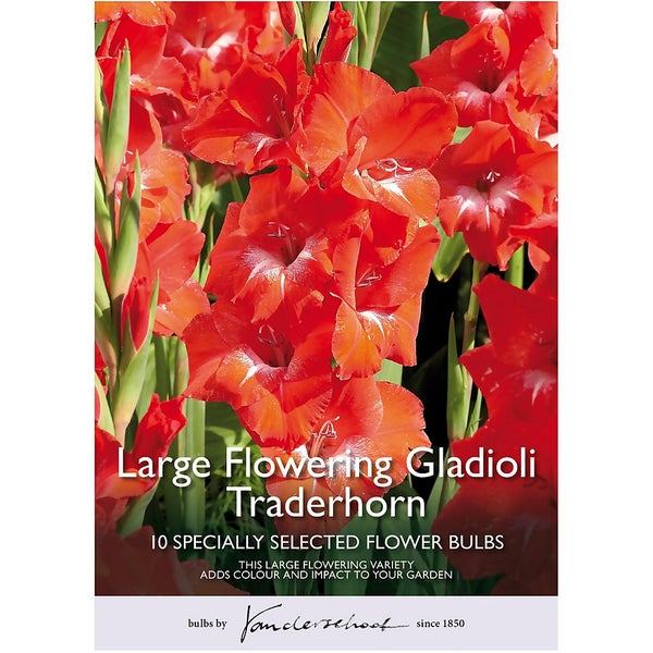 Gladioli Traderhorn Flower Bulbs Homebase