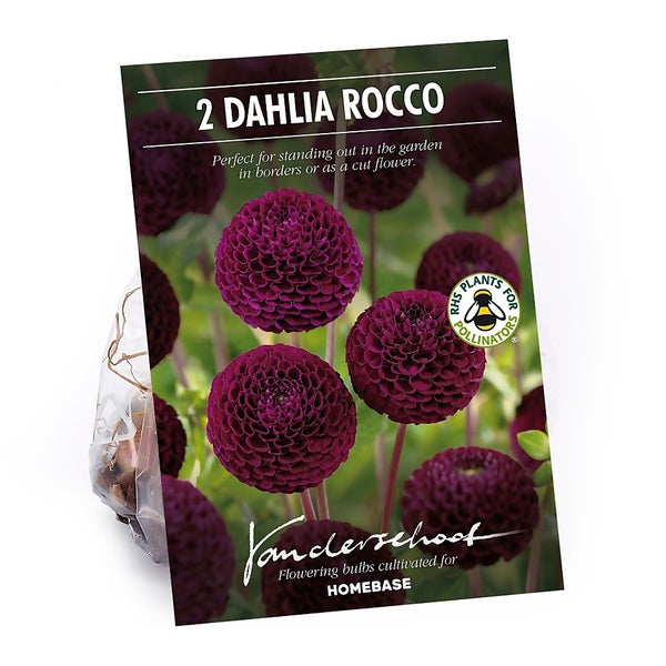 Pompon Dahlia Rocco Flower Bulbs Homebase