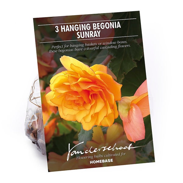Hanging Begonia Sunray Flower Bulbs Homebase