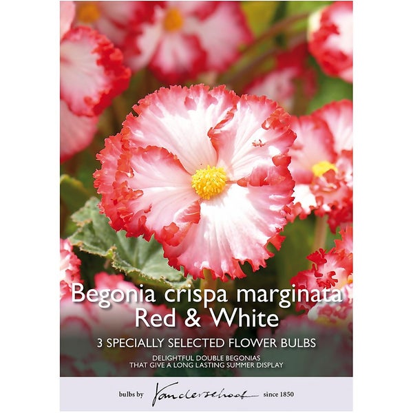 Begonia Red & White Flower Bulbs Homebase