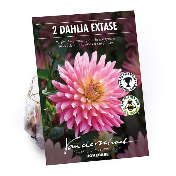 Decorative Dahlia Extase Flower Bulbs Homebase
