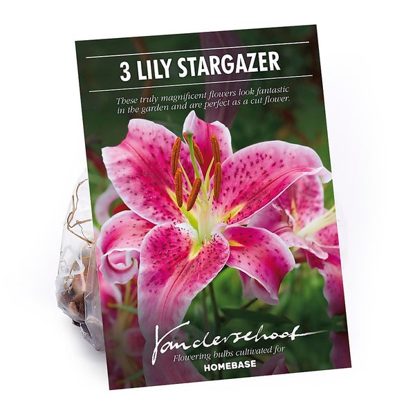 Oriental Lily Stargazer Flower Bulbs Homebase