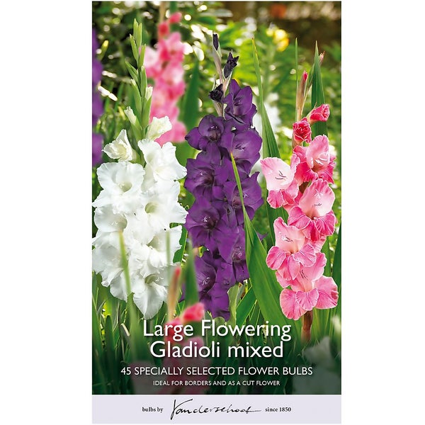 Large Flowering Gladioli Mixed Flower Bulbs Homebase