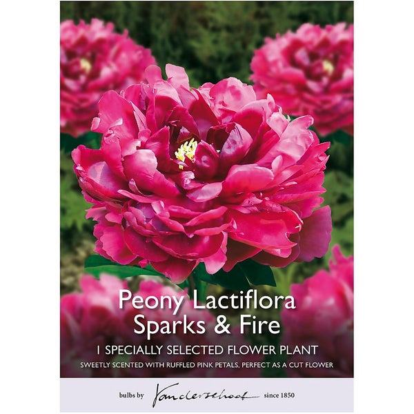 Peony Lactiflora Sparks & Fire Flower Bulb Homebase