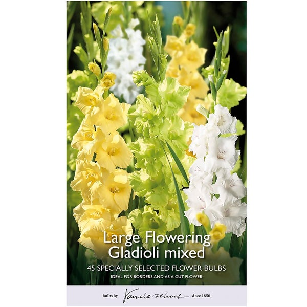 Large Flowering Gladioli Mixed Flower Bulbs Homebase