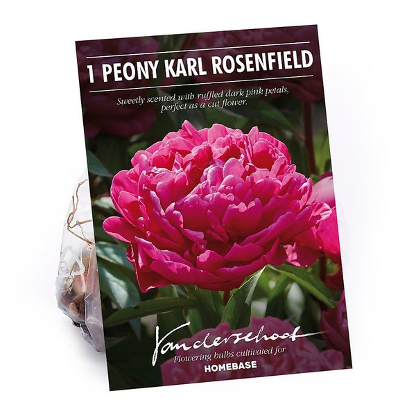 Peony Karl Rosenfield Flower Bulb Homebase