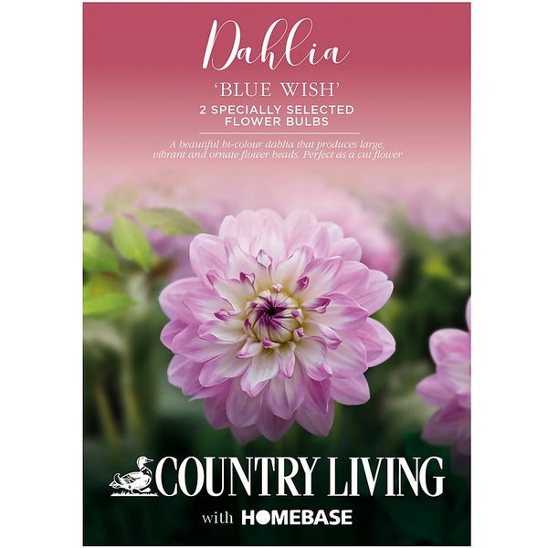 Dahlia Blue Wish Flower Bulbs Homebase