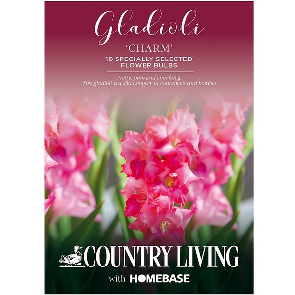 Gladioli Charm Flower Bulbs Homebase