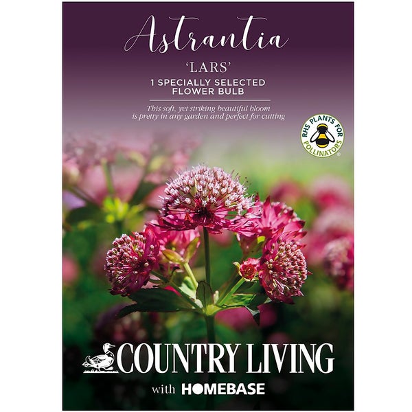 Astrantia Lars Flower Bulb Homebase