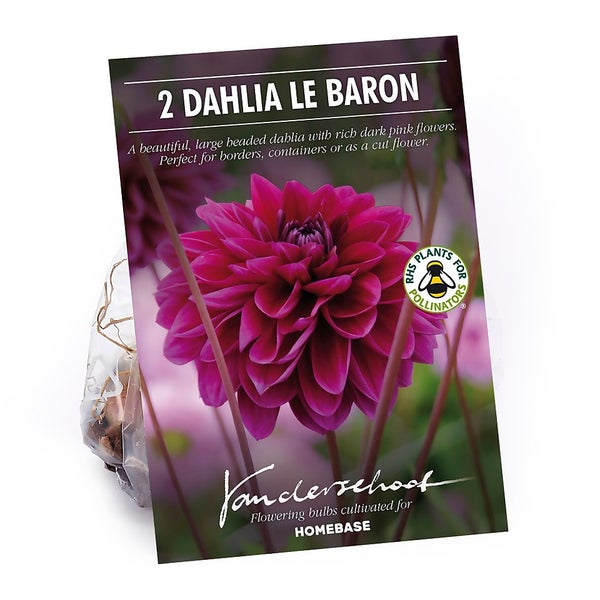 Dahlia Le Baron Flower Bulbs Homebase